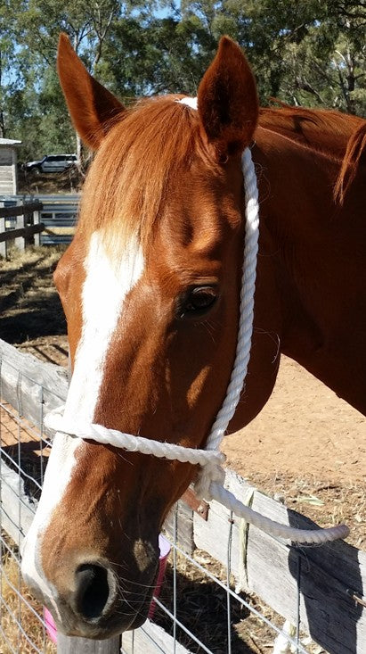 Horse halter heavy duty.