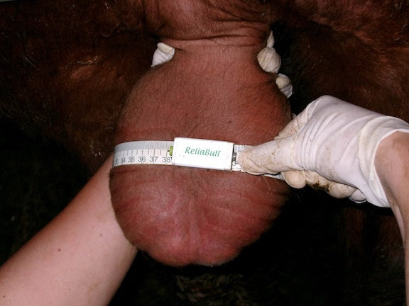 ReliaBull scrotal measuring tape for rams and bulls.