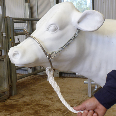 Swan surgical restraint halter for cattle.