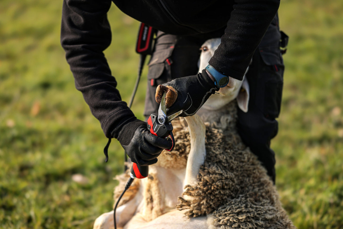 Electrocoup F3020 foot shears for sheep and goats