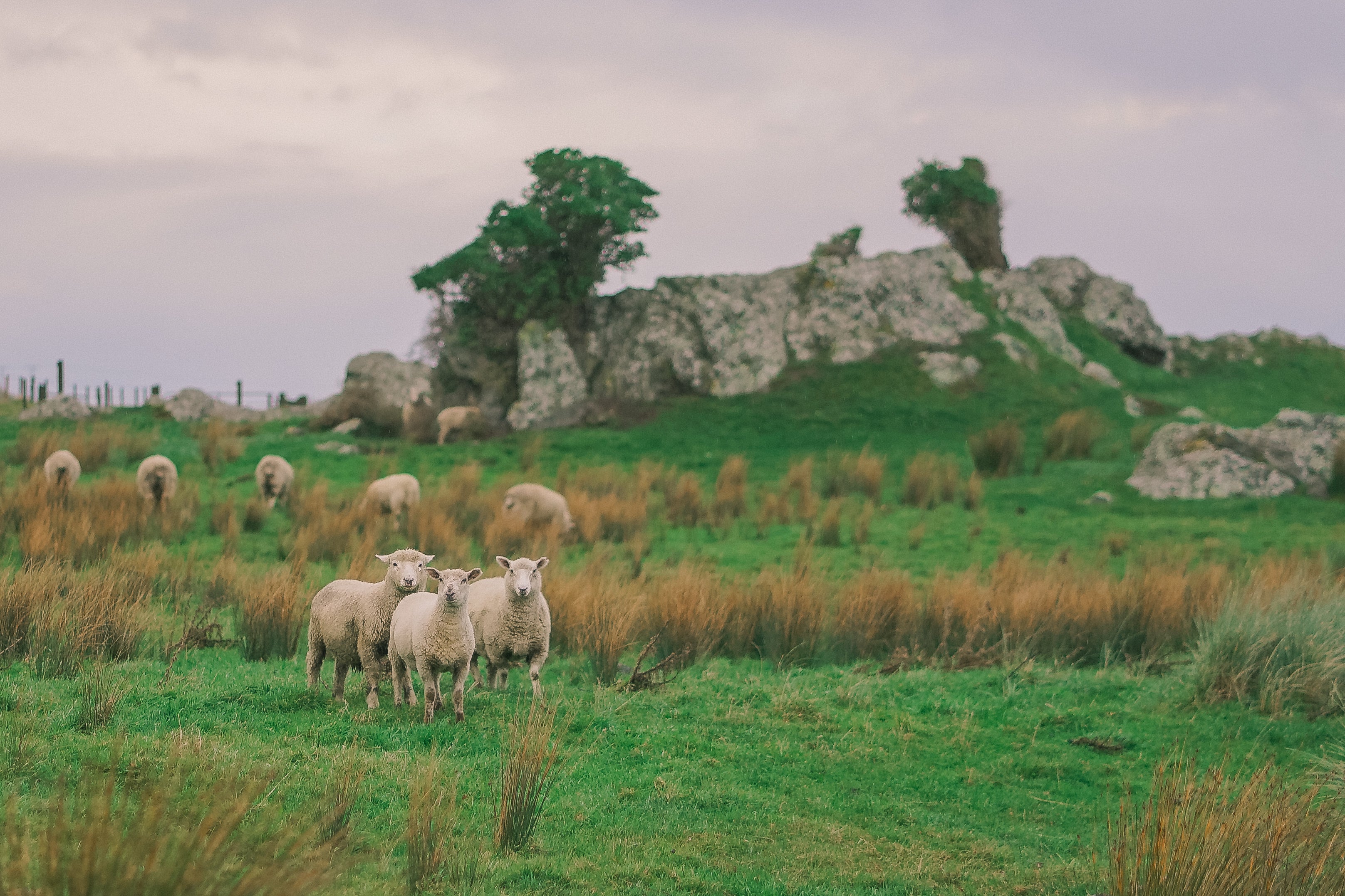 Photo of a group of sheep on a hill.