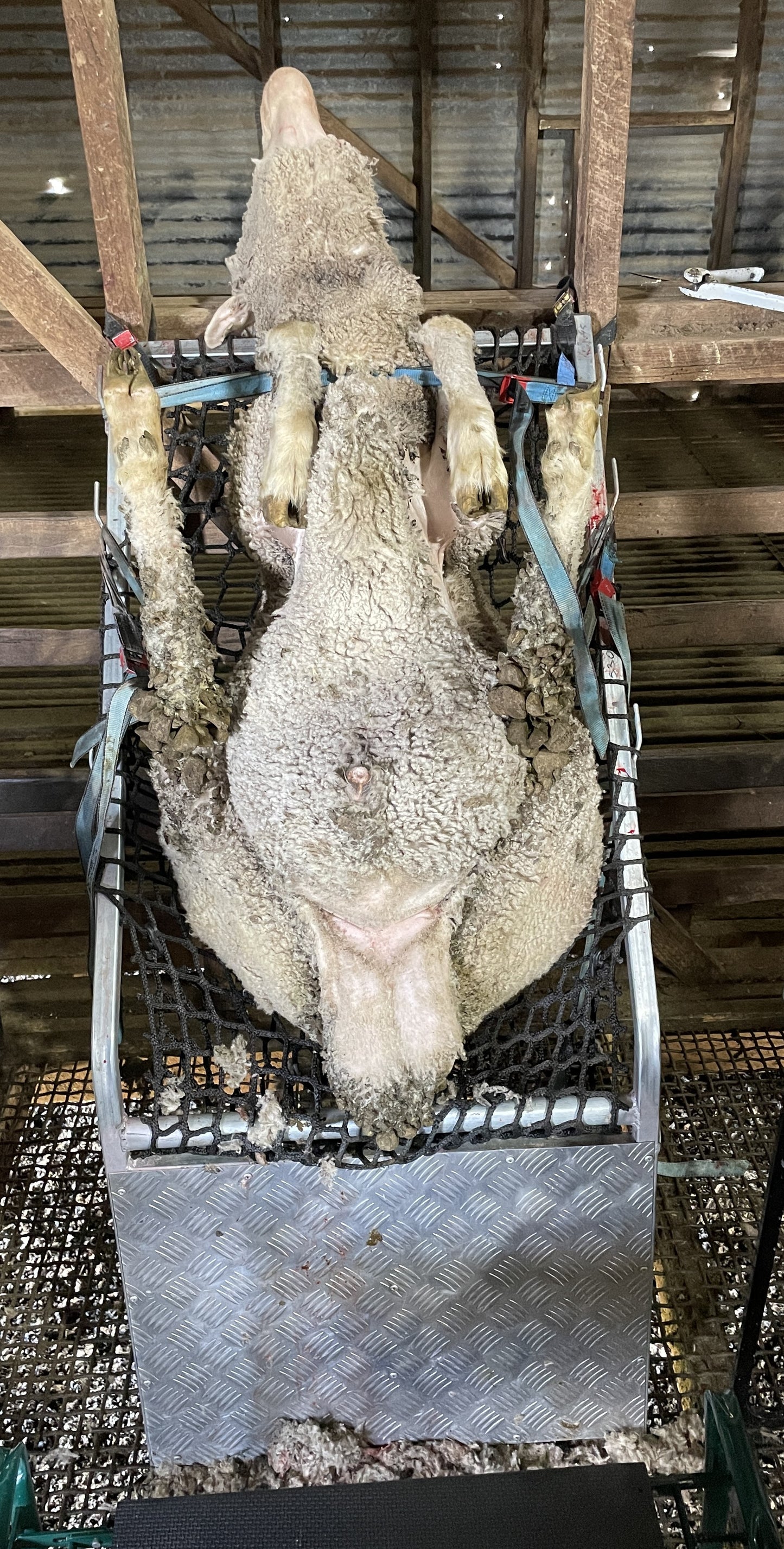 Ram vasectomy chair for safe restraint and handling of rams 