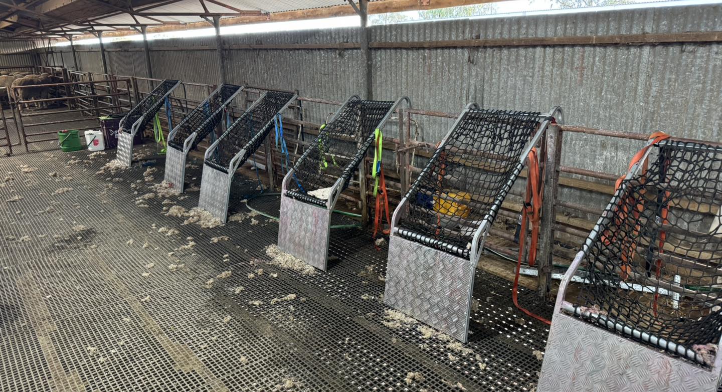 Ram vasectomy chairs for safe restraint and handling of rams