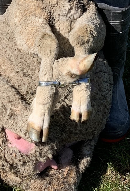 Sheep restraint cuffs applied to a ewe