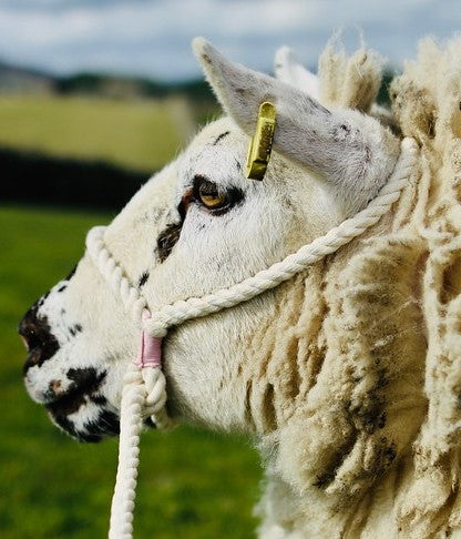 Rope halter for sheep.