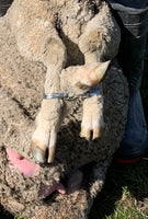 Sheep restraint cuffs