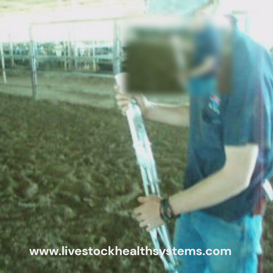 Using the Westergun spring-fired pole syringe