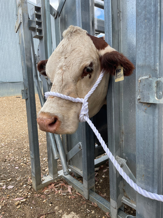 Rope halters -  Heavy duty
