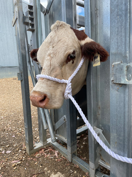 Halters -  Heavy duty