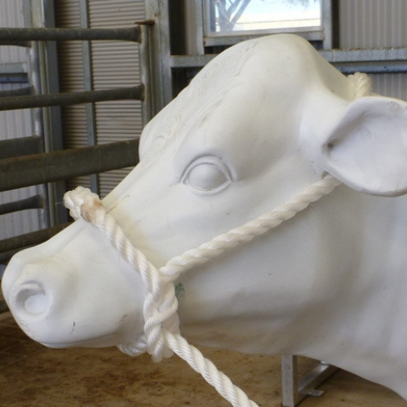 Heavy duty bull halter applied to a dummy cow.