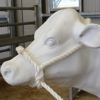 Heavy duty bull halter applied to a dummy cow.