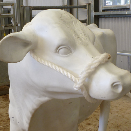 Heavy duty bull halter applied to a dummy cow.