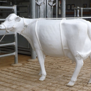 The Jubb catching rope and halter applied to a dummy cow to show the Reuff method of casting.