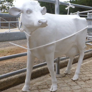 Using the Jubb catching rope to restrain a cow against a rail.