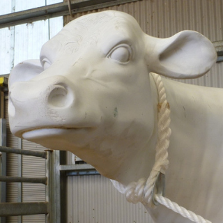 The noose end of the Jubb catching rope around a cow's neck.