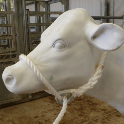 Jubb catching rope made into cow halter