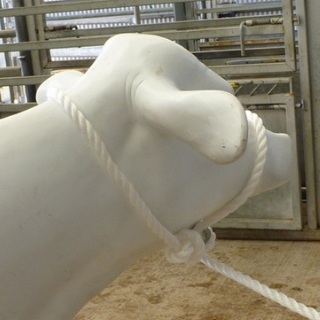 The Jubb catching rope fashioned into a cow halter.