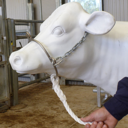 Swan surgical restraint halter for cattle.