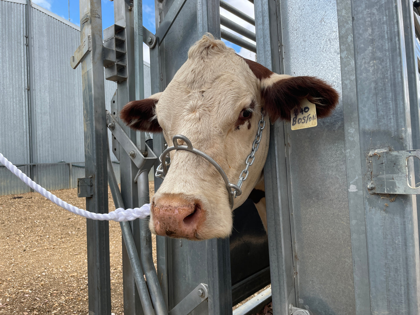 Swans surgical restraint halter