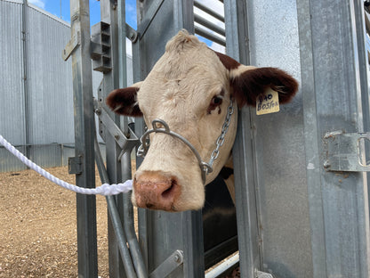 Swans surgical restraint halter