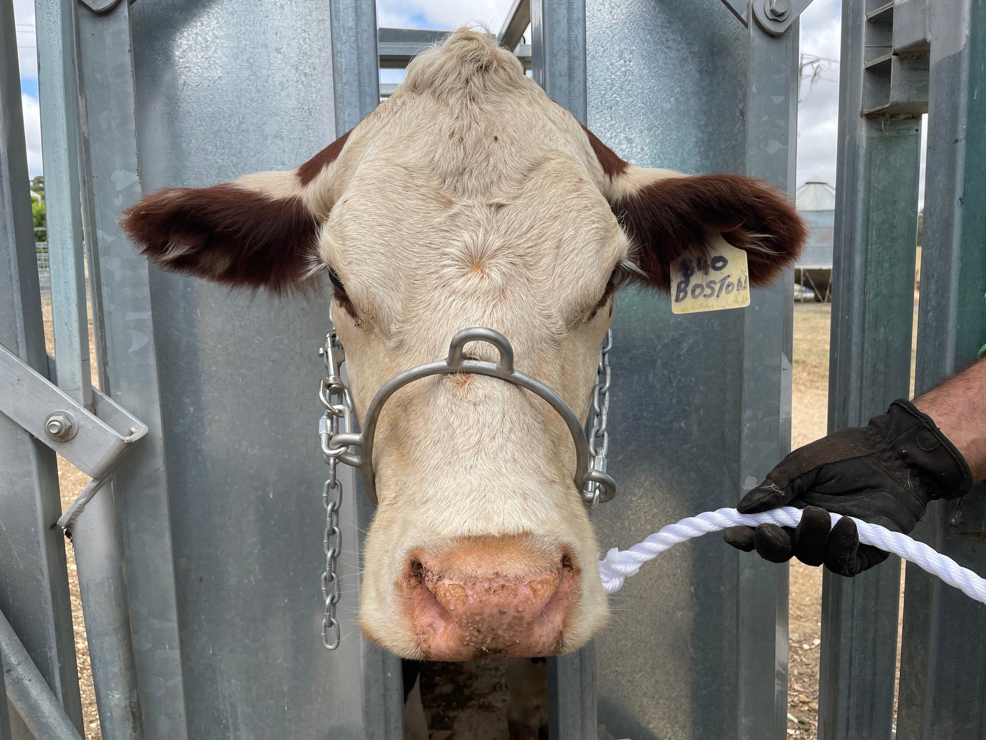 Swans surgical restraint halter - front view