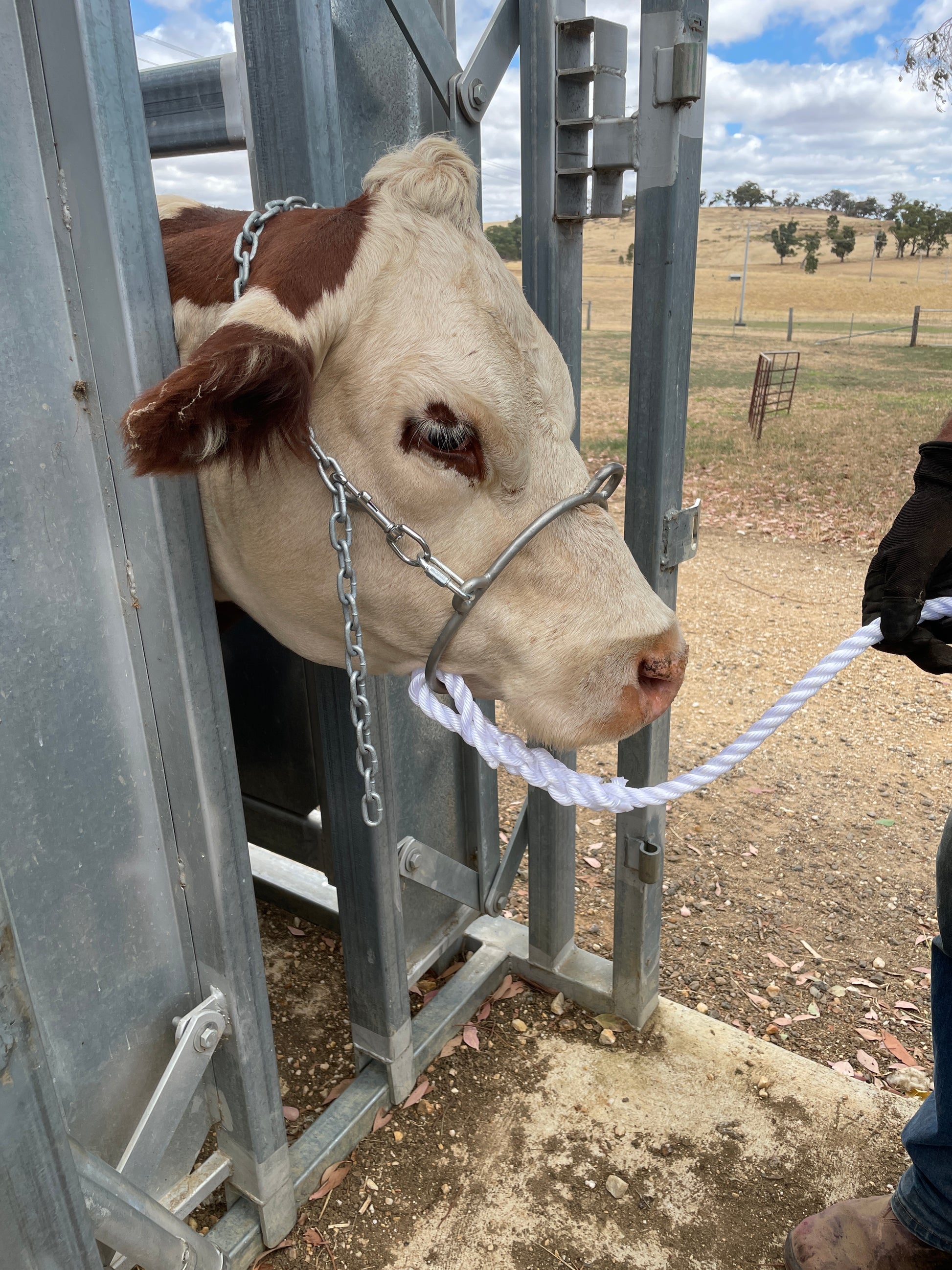 Swans surgical restraint halter - side view