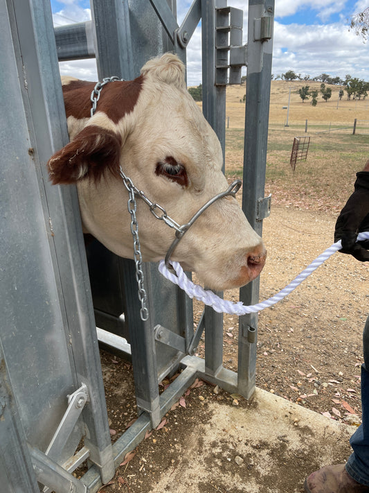 Swans surgical restraint halter - side view
